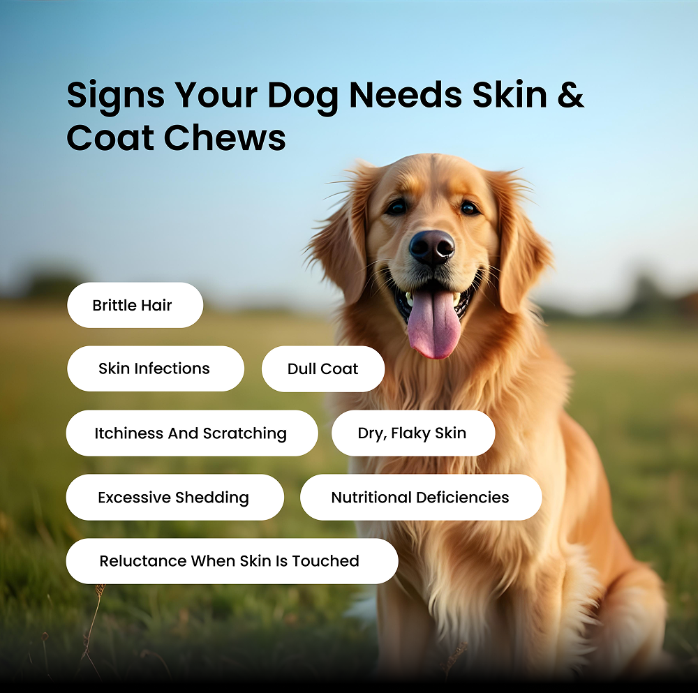 Absolut Pet Skin & Coat with Collagen and Biotin Dog Supplements Dogs-Health & Wellness Absolut Pet