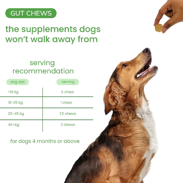 Nootie+ Digestive & Probiotic Gut Chew Supplement for Dogs