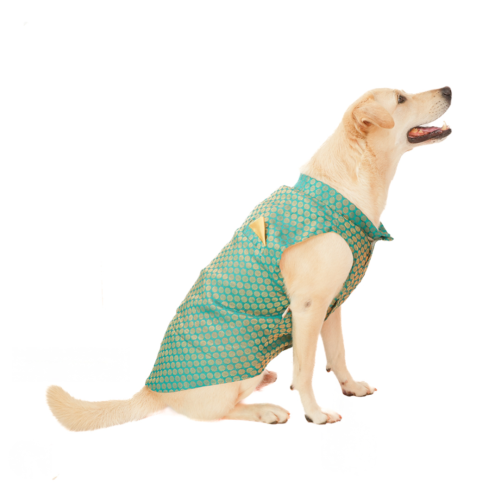 Skatrs Brocade Gold Printed Sherwani for Dogs and Cats (Teal) Both-Clothing & Accessories Skatrs