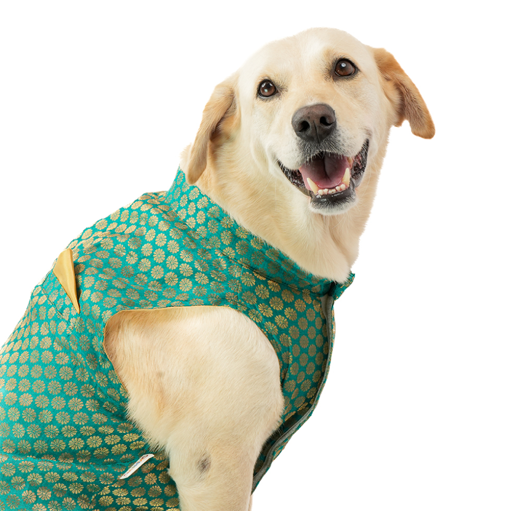 Skatrs Brocade Gold Printed Sherwani for Dogs and Cats (Teal) Both-Clothing & Accessories Skatrs