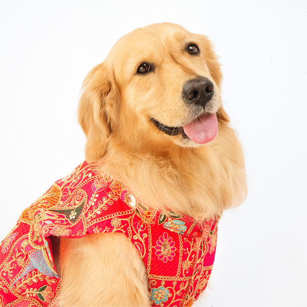 Skatrs Royale Sherwani for cats and dogs (Pink)