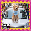 Skatrs Angel/Menace Reversable Bandana for Cats and Dogs Both-Clothing & Accessories Skatrs