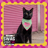 Skatrs Problematic/Polite Reversable Bandana for Cats and Dogs