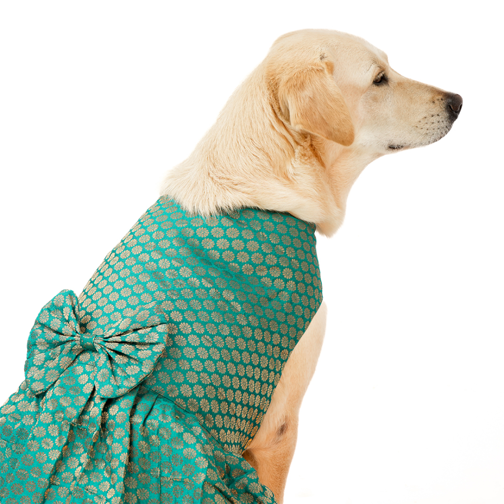 Skatrs Brocade Gold Printed Dress for Dogs and Cats (Teal) Both-Clothing & Accessories Skatrs