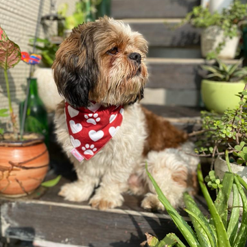 Pawgypets It’s My Birthday Bandana for Dogs and Cats