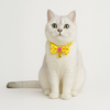 Skatrs Collar with Bow for Dogs and Cats (Yellow) Both-Collar, Leashes, harnesses Skatrs 8-12 in Neck