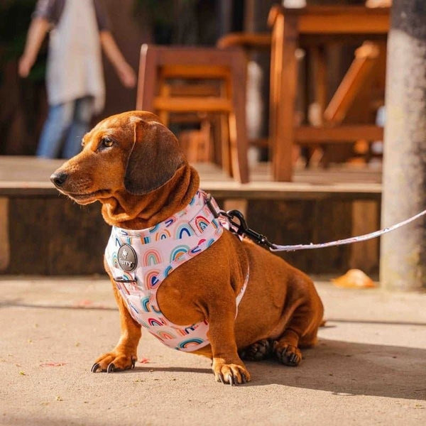 Furry & Co Raining Rainbow No Pull Harness for Dogs
