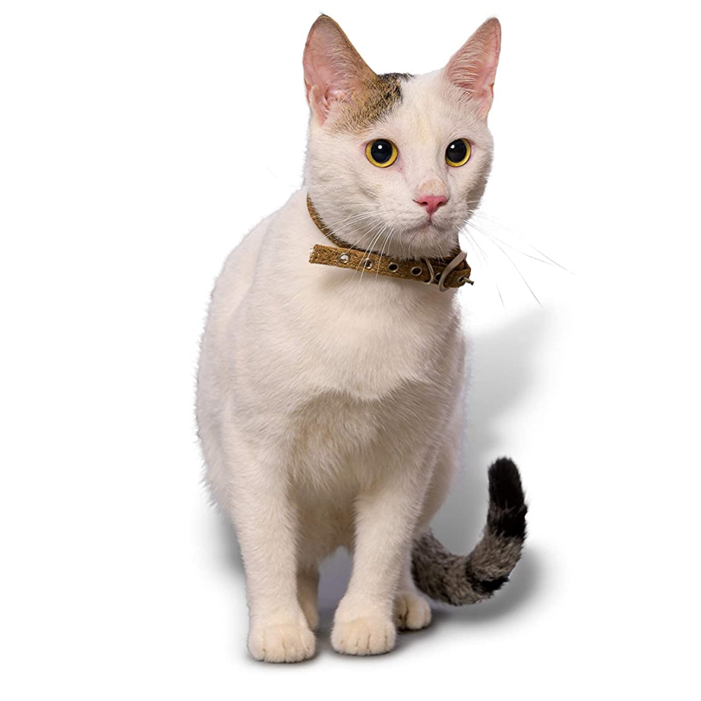 PetWale Collar for Cats (Bronze)