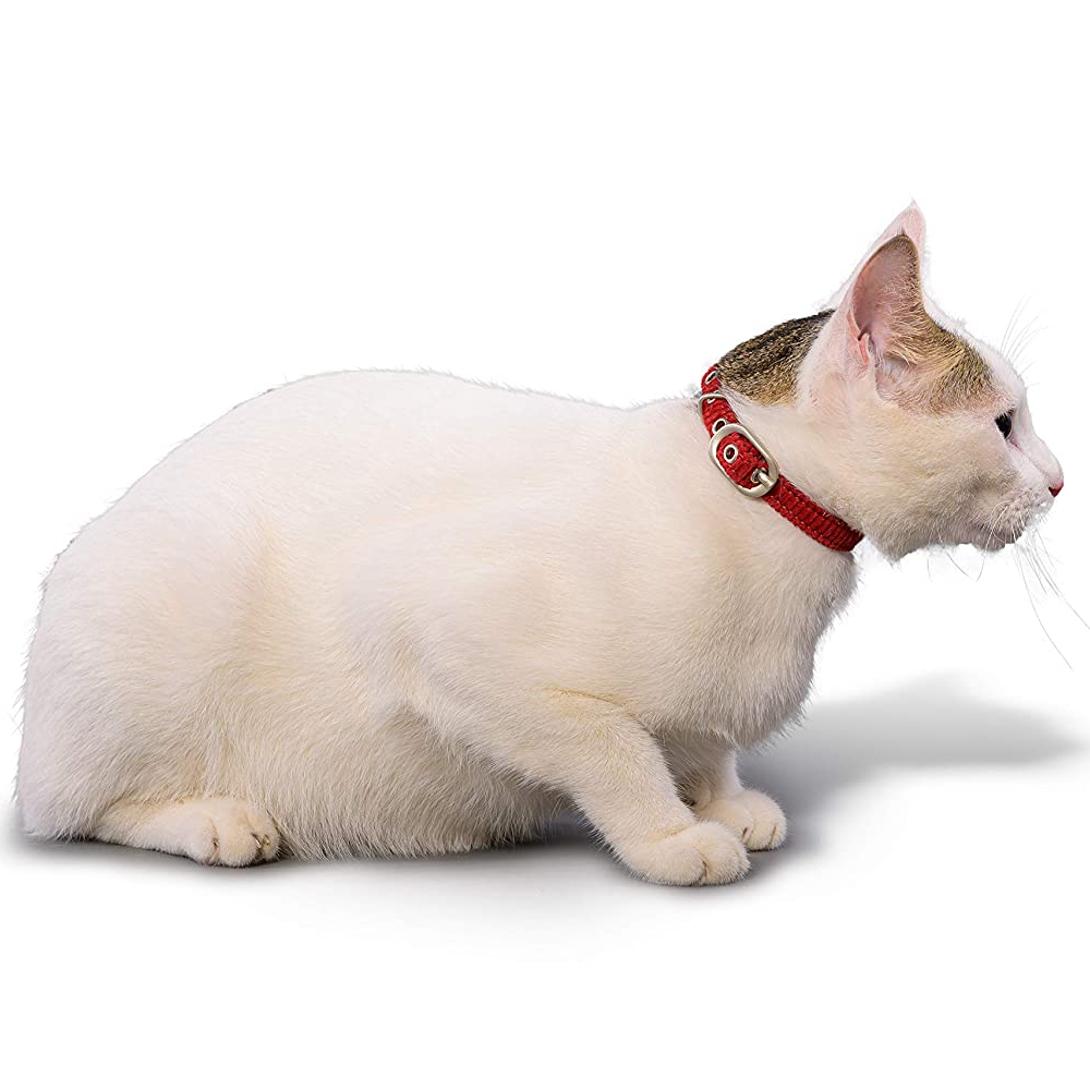 PetWale Collar for Cats (Red)