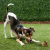 Petsport Peanut Butter Scented Tuff Ball chew Toy for Dogs