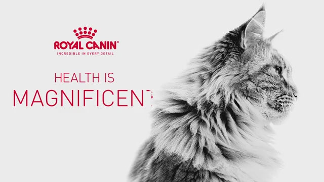 Royal Canin Maine Coon Adult Cat Dry Food