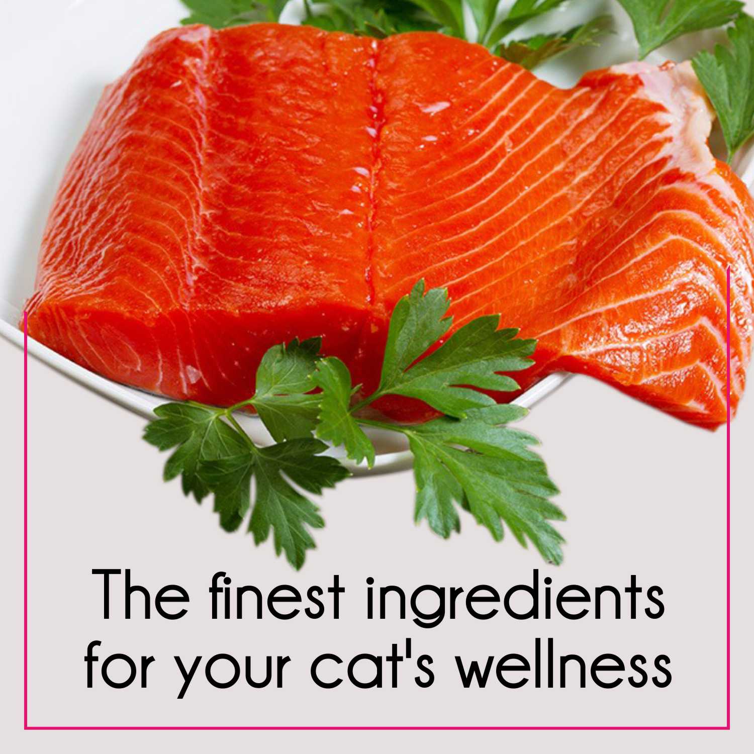Purepet Tuna and Salmon Adult Cat Dry Food Cats- Dry food Purepet
