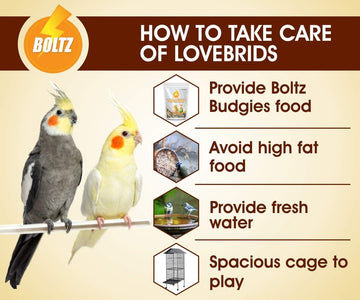 Boltz Cockatiel & Lovebird Food