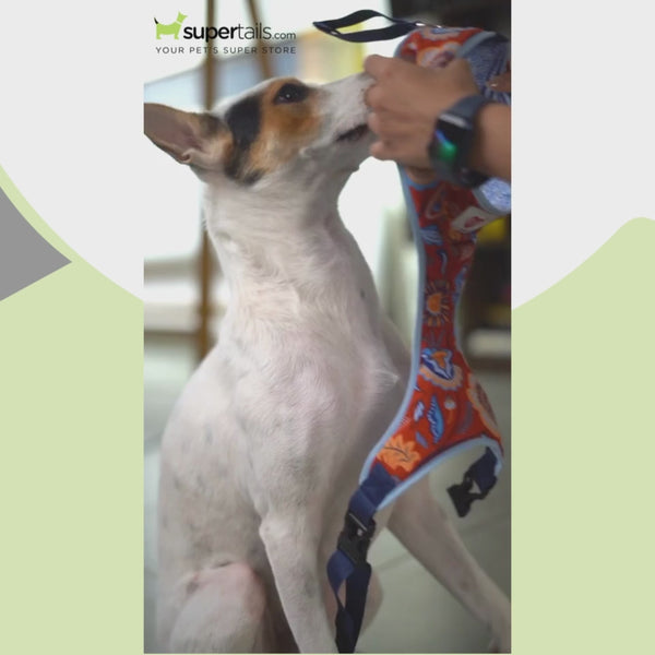 Pet And Parents Floral Rainbow Reversible Harness for Dogs