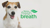 Tropiclean Fresh Breath Digestive Support Water Additive for Dogs