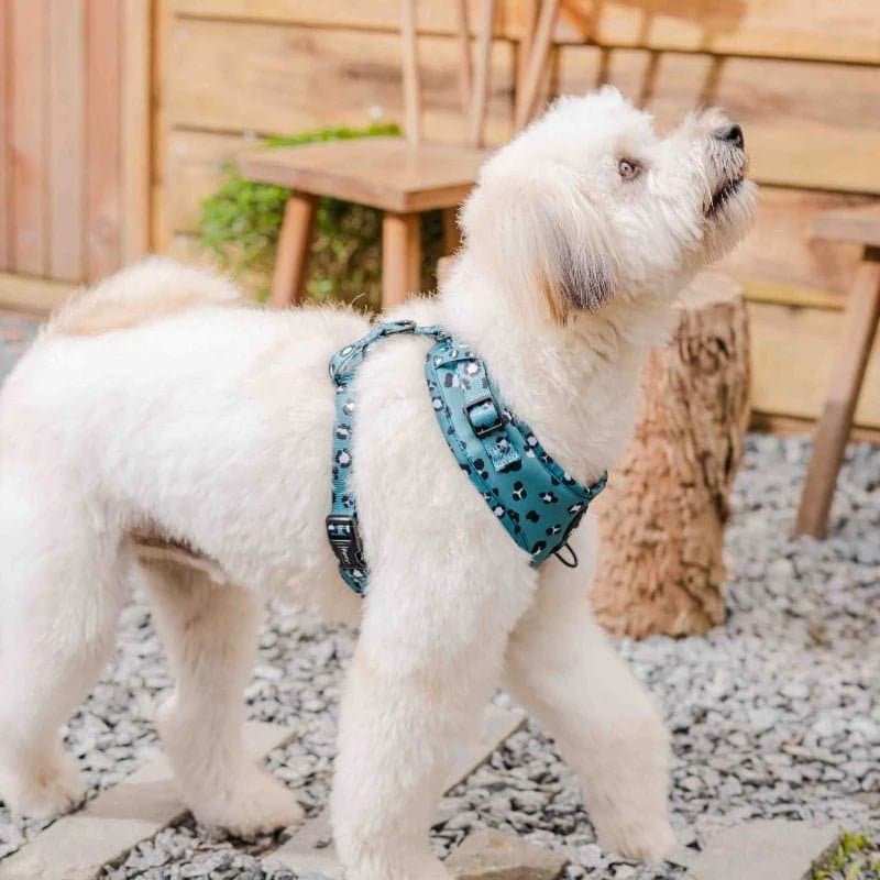 Furry & Co Wild One No Pull Harness for Dogs