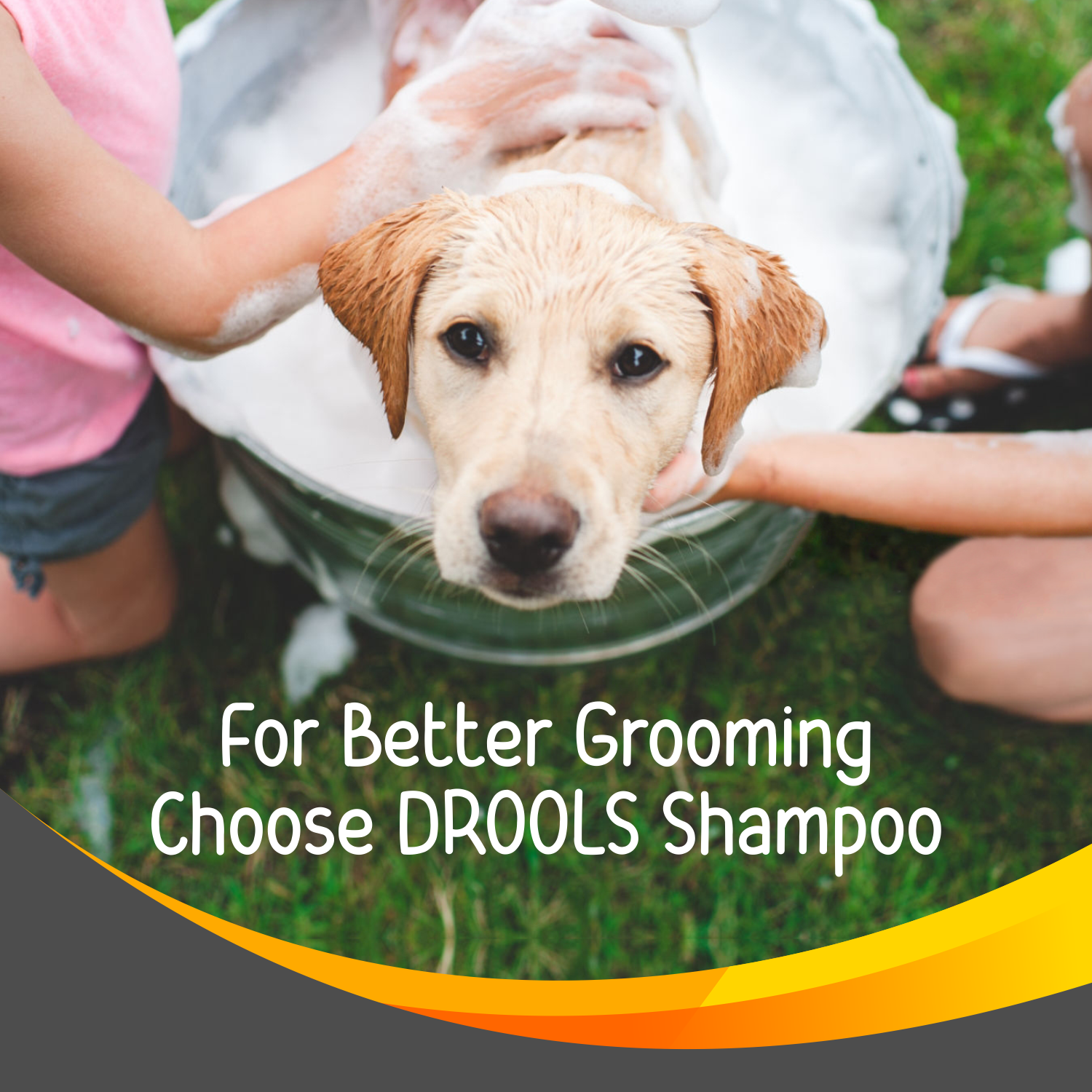 Drools Tick and Flea Repellent Shampoo for Dogs (Free Hand Brush)
