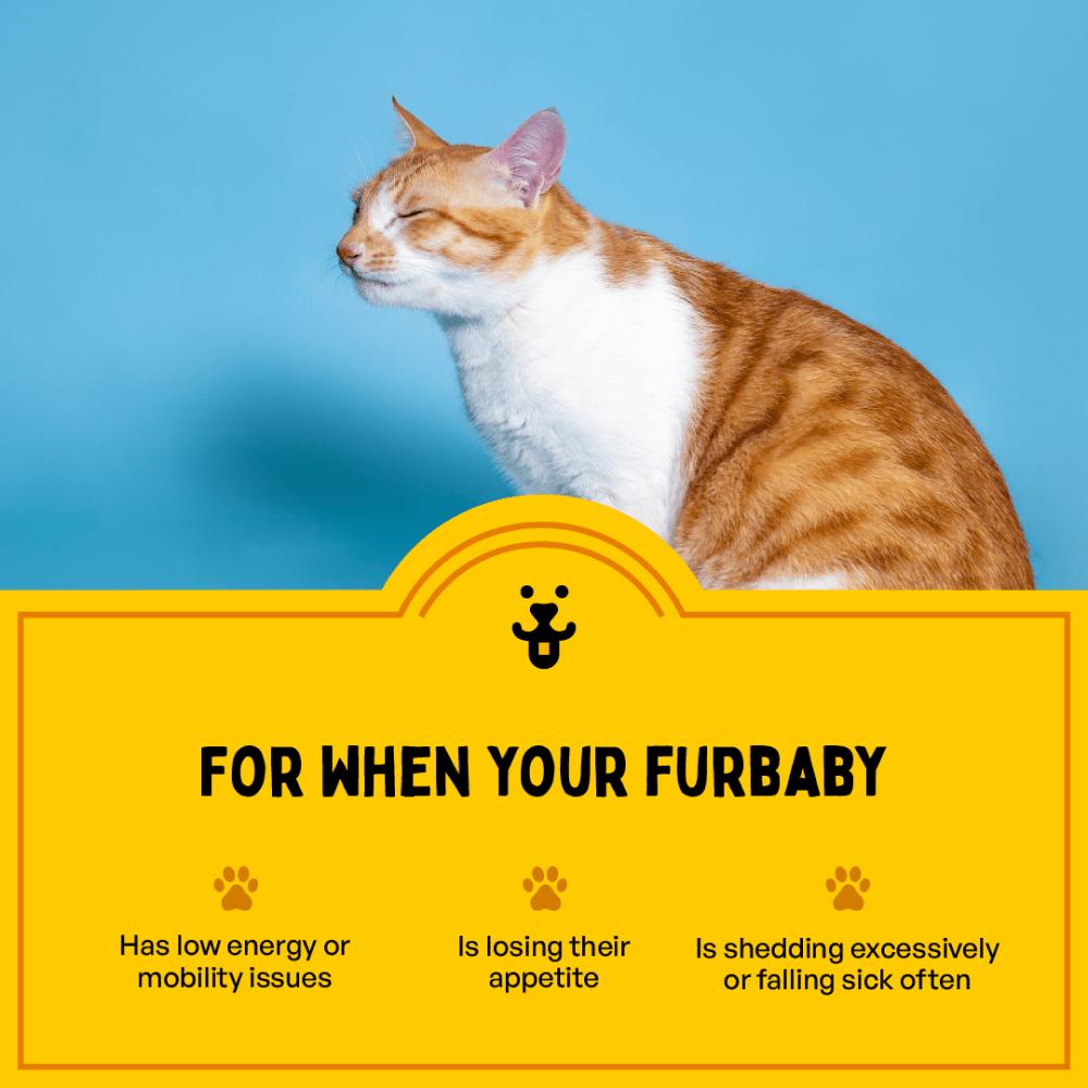 Furlicks Multivitamin & Gut Health Supplement Combo for Cats and Dogs Both-Health & Wellness Furlicks