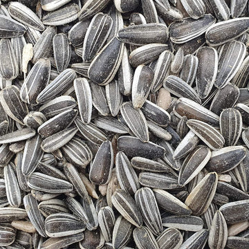 Versele Laga Sunflower Seeds Striped for Birds