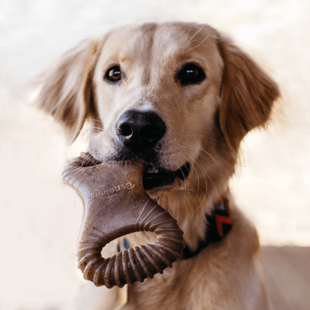 Benebone Bacon Flavored Dental Chew Toy for Dog | For Aggressive Chewers