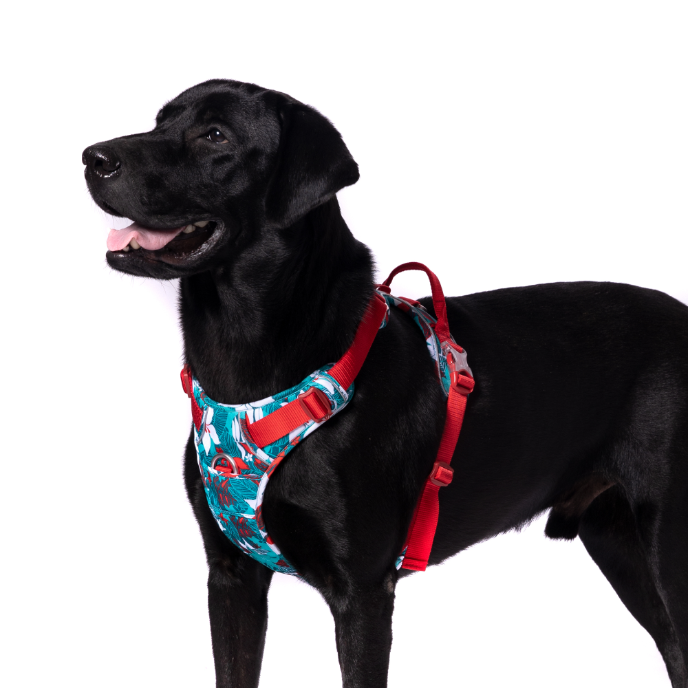 Truelove No Pull Special Edition Harness for Dogs (Camouflage blue)
