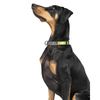 Zoomiez Bolt Printed Collar for Dogs Dogs-Collar, Leashes, harnesses Zoomiez