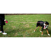 Kong Terrain Retractable Leash for Dogs and Cats (Fuchsia)