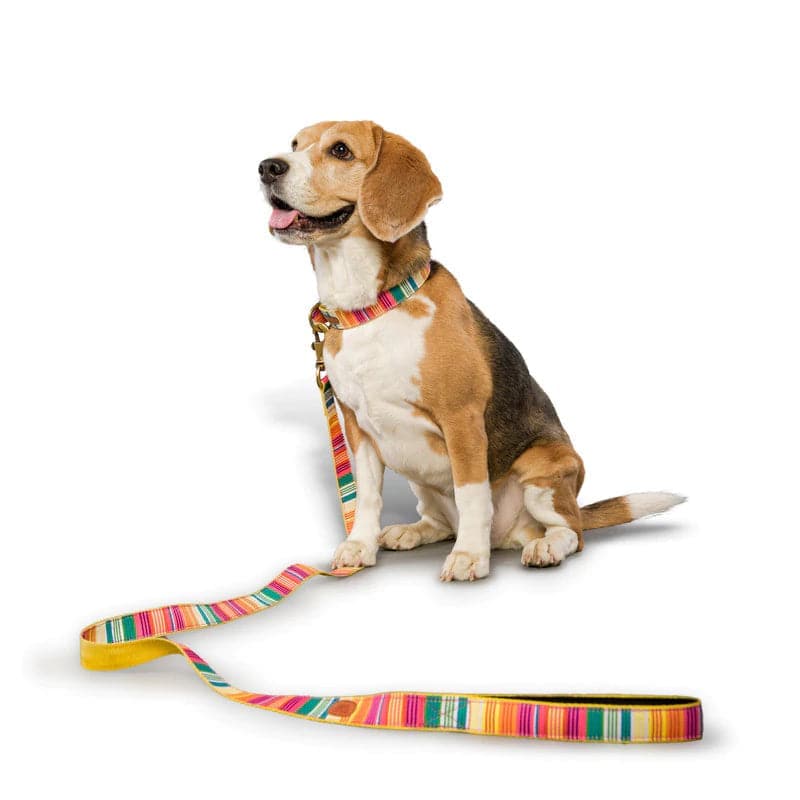 PetWale Nylon Dog Leash (Colourful Stripes)