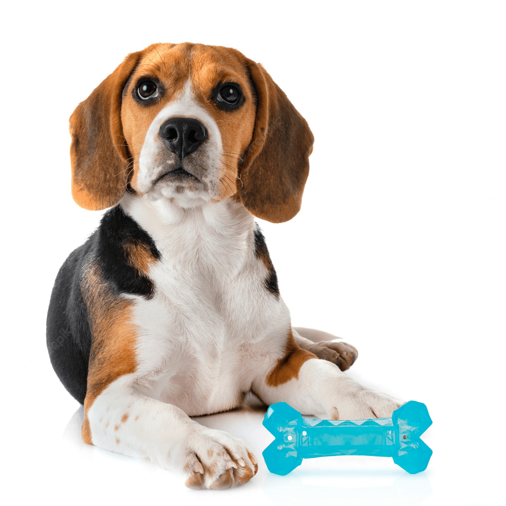 Barkbutler x Fofos Cooling Bone Freezable Chew Toy for Dogs (Blue) Dogs-Toys Barkbutler