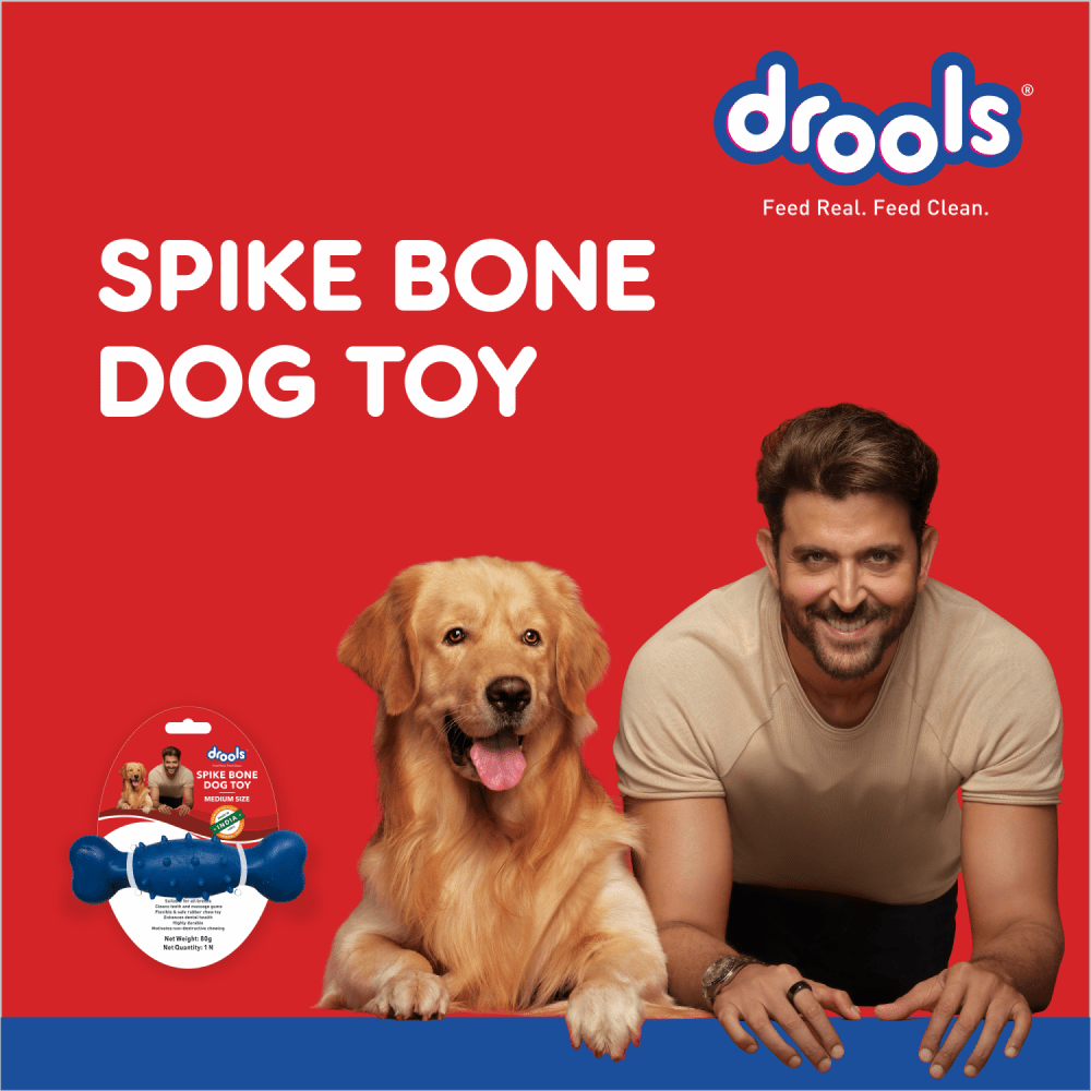 Drools Non Toxic Rubber Spike Bone and M Pets Squeaky Ball Toy for Dogs Combo