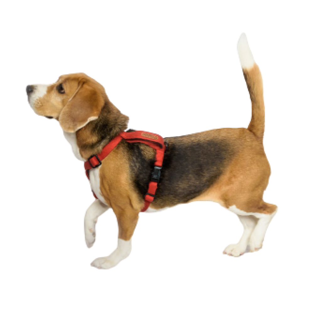 PetWale Cotton Adjustable H Harness for Dogs (Red)
