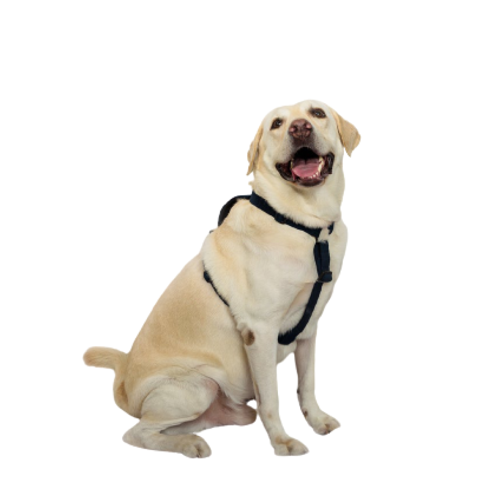 PetWale Cotton Adjustable H Harness for Dogs (Navy Blue)