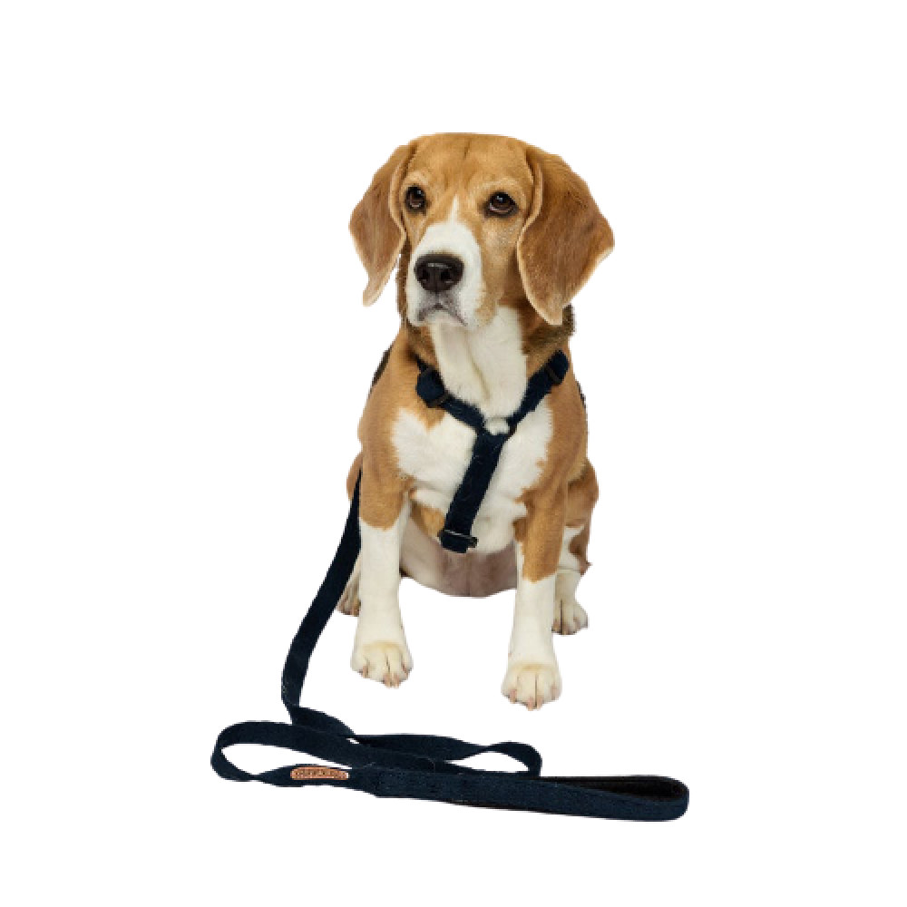 PetWale Cotton Padded Handle Denim Dog Leash (Blue)