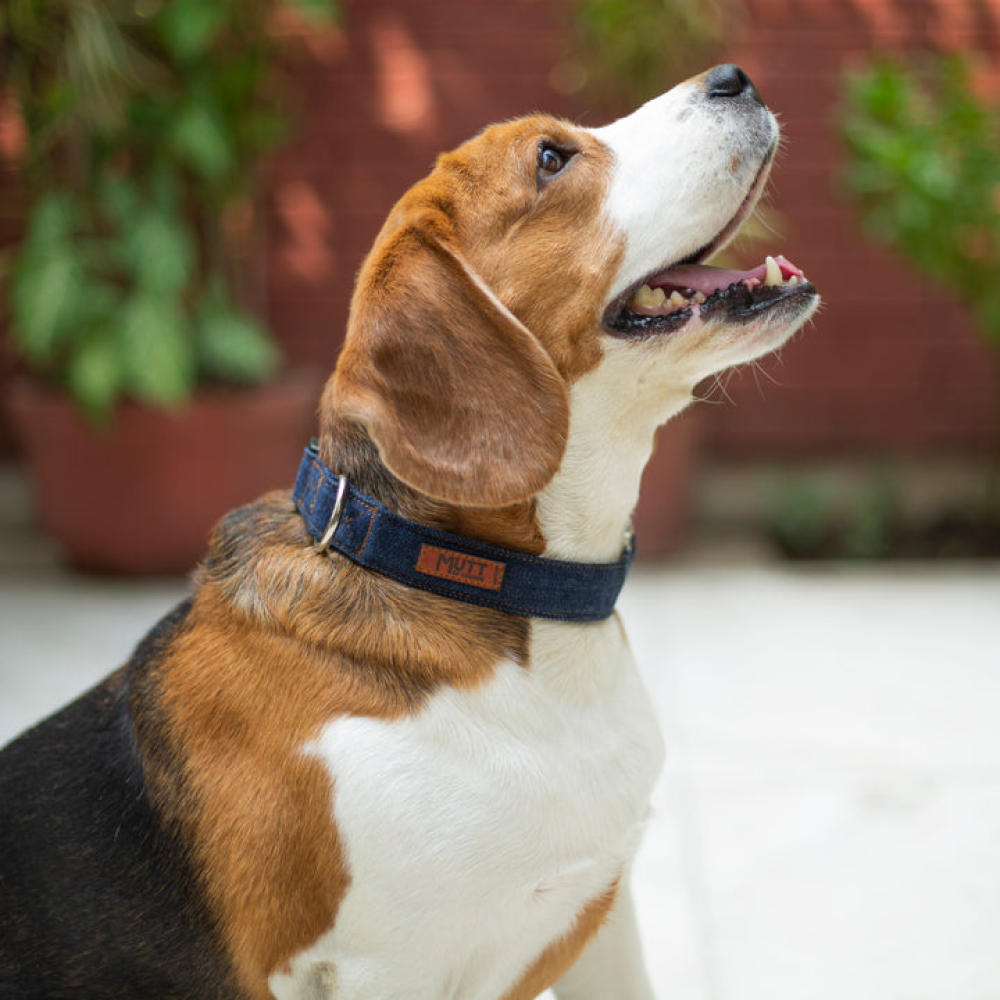 Mutt of Course Dark Blue Denim Dog Collar