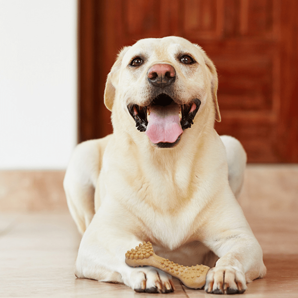 Barkbutler x Fofos Woodplay Brush Bone Toy for Dogs | For Chewers (Brown) Dogs-Toys Barkbutler