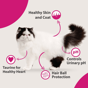 Maxi Persian Adult Cat Dry Food