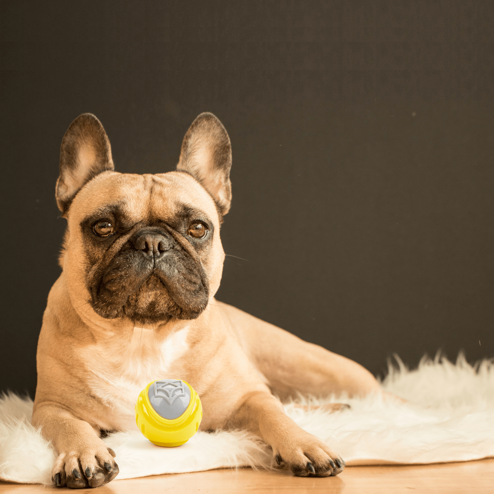 Barkbutler x Fofos Flexy Ball Ultra Bounce Toy for Dogs (Yellow & Grey) | For Aggressive Chewers Dogs-Toys Barkbutler