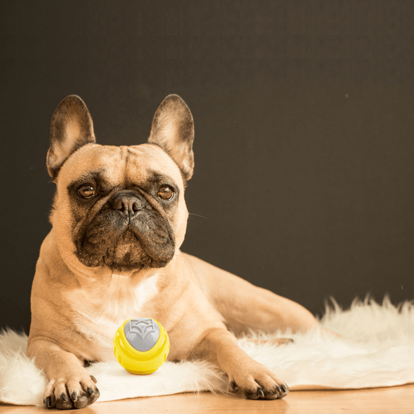 Barkbutler x Fofos Flexy Ball Ultra Bounce Toy for Dogs (Yellow & Grey) | For Aggressive Chewers