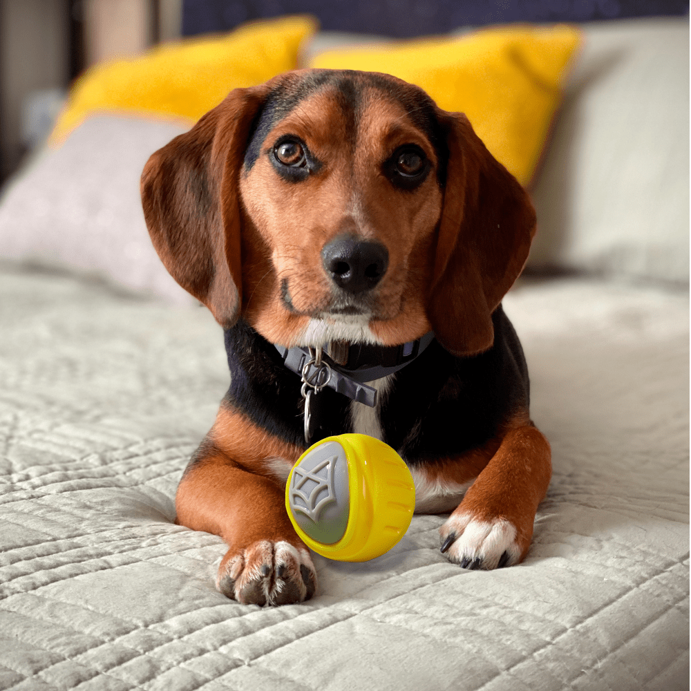 Barkbutler x Fofos Flexy Ball Ultra Bounce Toy for Dogs (Yellow & Grey) | For Aggressive Chewers Dogs-Toys Barkbutler