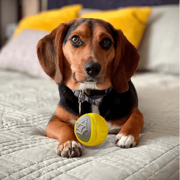 Barkbutler x Fofos Flexy Ball Ultra Bounce Toy for Dogs (Yellow & Grey) | For Aggressive Chewers