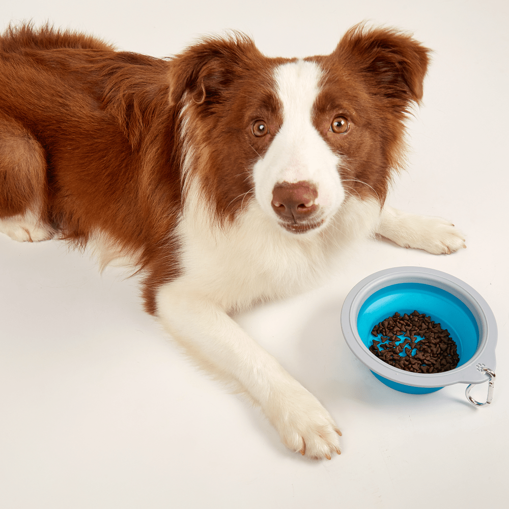 Barkbutler Fofos Collapsible Bowl for Dogs