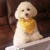 Pet Feast Checkered Collar And Bandana Sets for Dogs (Yellow) Dogs-Collar, Leashes, harnesses Pet Feast