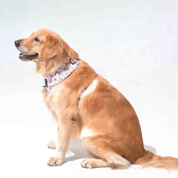 Furry & Co Raining Rainbow No Pull Harness for Dogs
