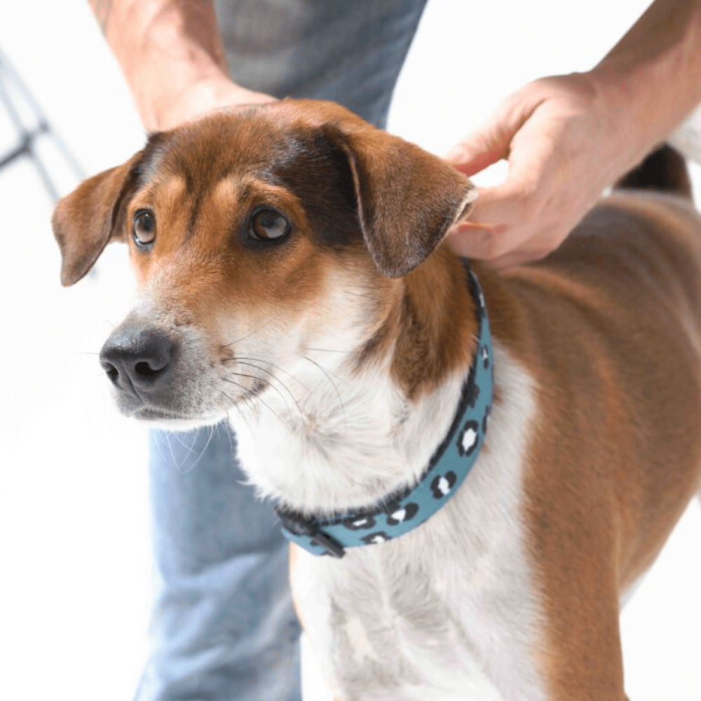 Furry necks outlet collars