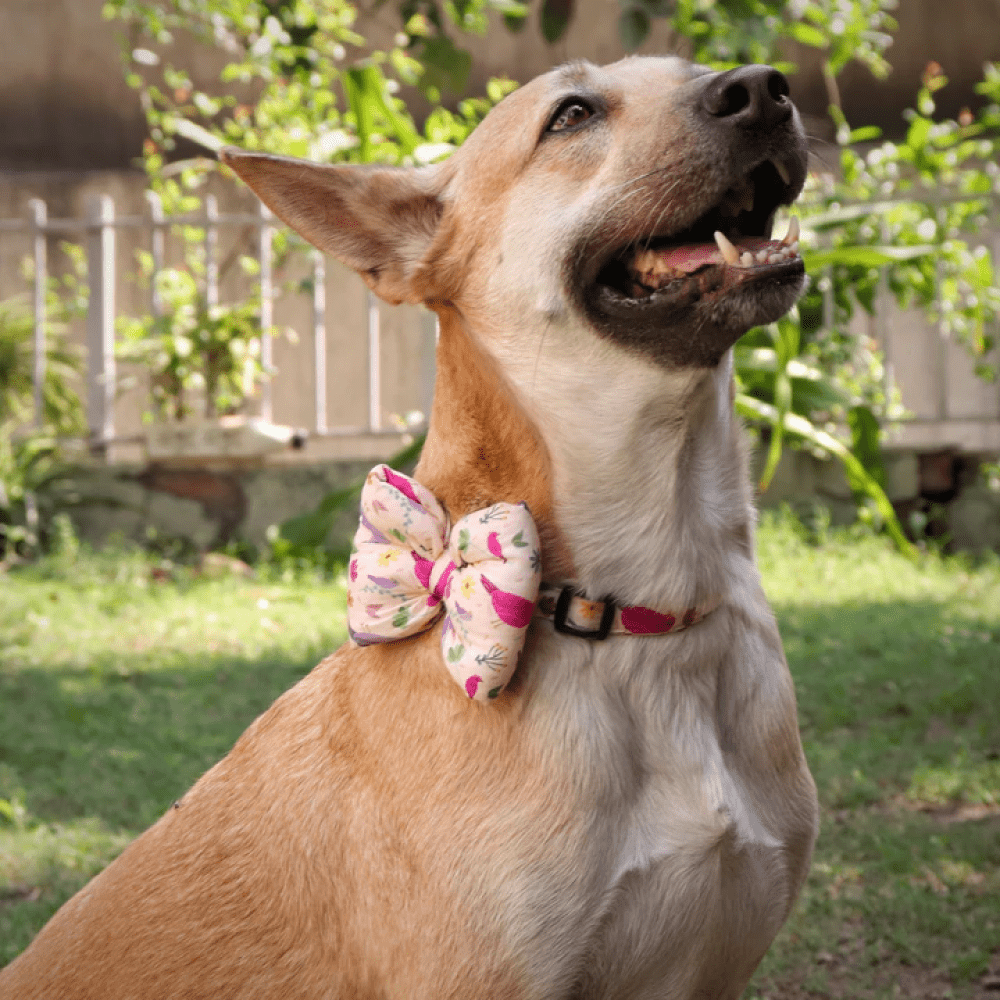 Mutt of Course Chirpy Chirps Bow Tie For Dogs