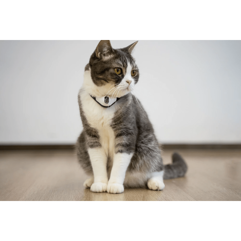 Cheerble Amusing Collar for Cats Cats-Toys Cheerble