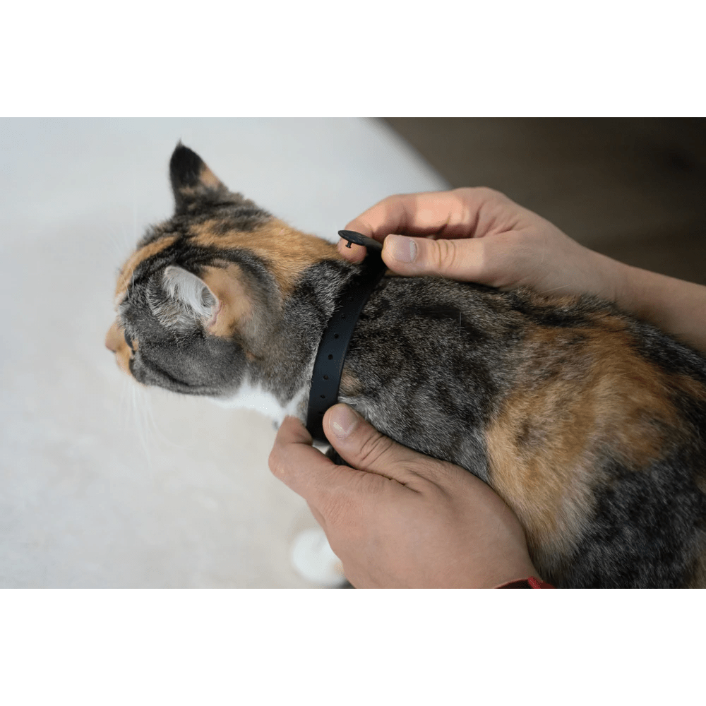 Cheerble Amusing Collar for Cats Cats-Toys Cheerble