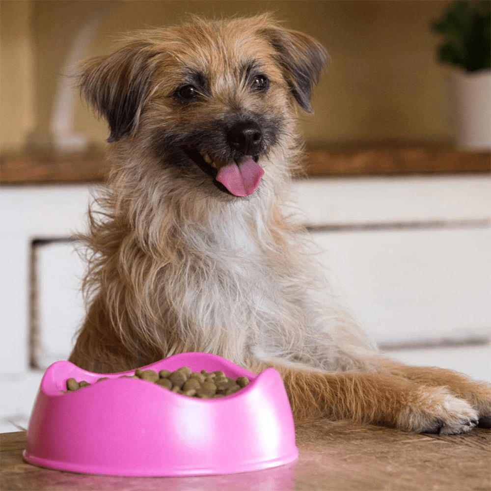 Pink dog food bowls online