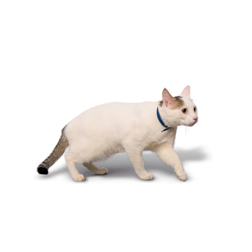 PetWale Collar for Cats (Black Denim)