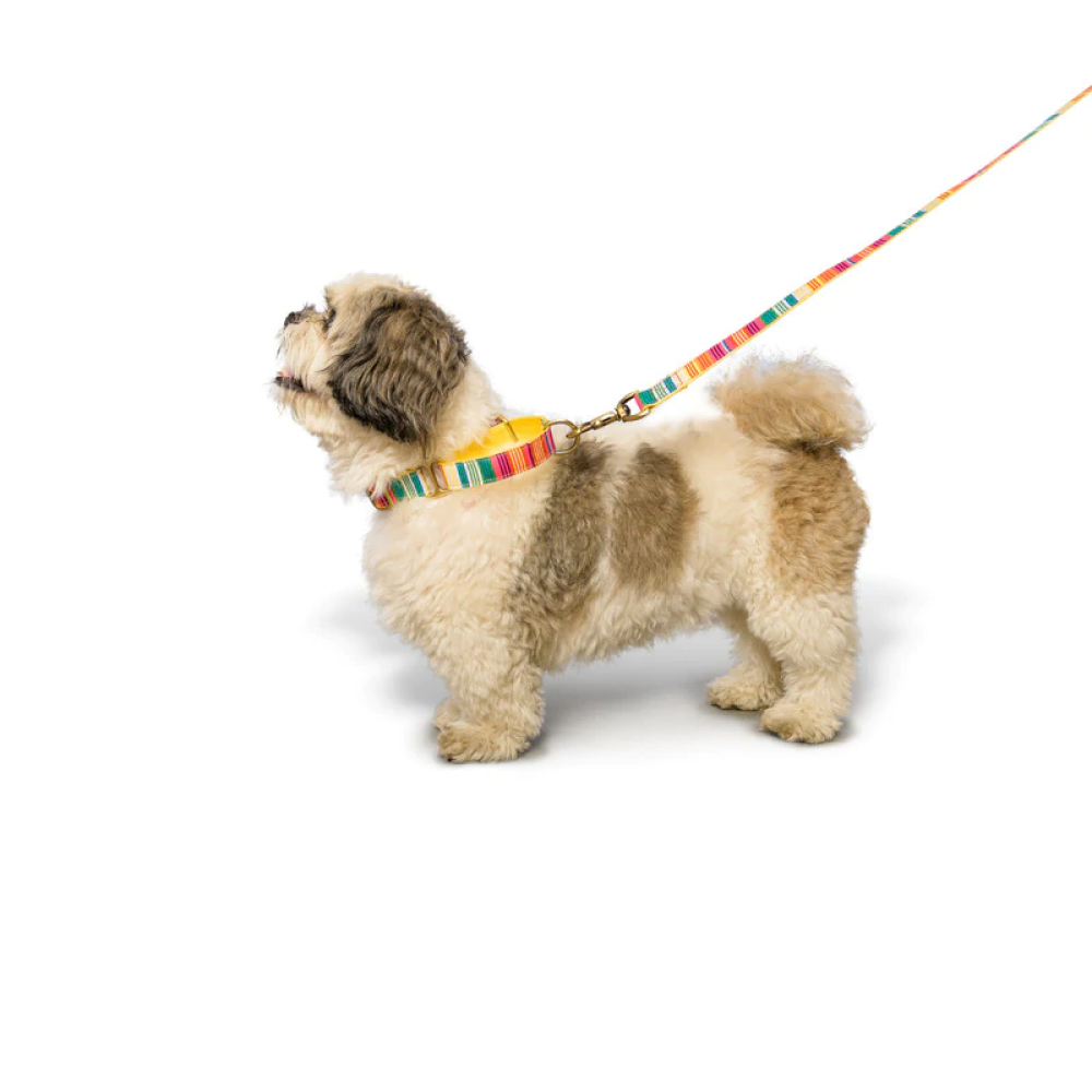 PetWale Martingale Dog Collar (Colourful Stripes)